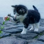 cat, flower, kitten-2536662.jpg